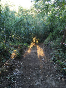 Accès à la jungle